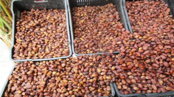 تحديث أسعار البلح السيوي قرب رمضان 2026 بعروض ونصائح شراء